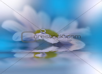 Beautiful flowers reflected in the water, spa concept.