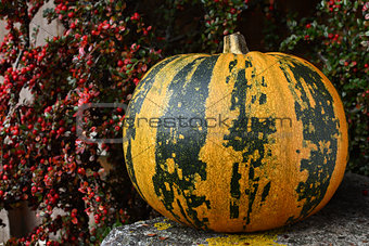 Large pumpkin with stripes, surrounded by fall berries