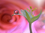 Abstract macro photo with Flowers and water drops.Art photography.Creative Wallpaper.