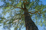 Crown of a Siberian larch on a background of blue sky.