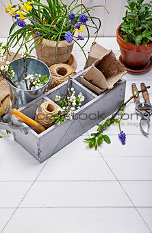 Gardening and floriculture spring flower with garden
