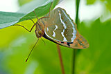 A macro photo of the butterfly on the leaf