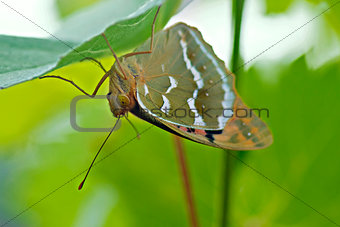 A macro photo of the butterfly on the leaf
