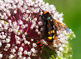 Macro photograph of an insect on a plant