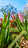 Spring flower hyacinth on garden bed