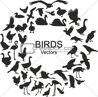 Collection of silhouettes of different species of birds