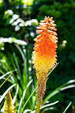 Red Hot Poker or Torch Lily flower bloom in garden