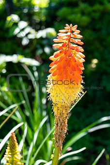 Red Hot Poker or Torch Lily flower bloom in garden
