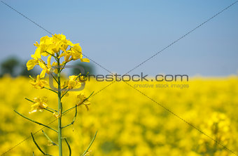 Canola flower field closeup. Beautiful growing yellow plant