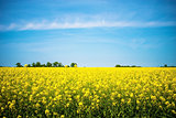 field of yellow rapeseed against the blue sky