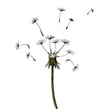 Vector Dandelion blowing silhouette. Flying blow dandelion buds black outdoor decoration on white.
