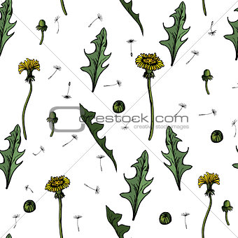 Seamless Vector illustration dandelions with leaves flower meadow. Summer flower natural season beautiful yellow dandelion.