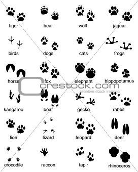 footprints of wild animals