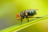 Green bottlefly