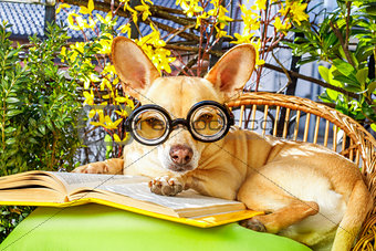 dog reading a book 
