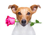 valentines dog with a rose