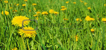 Yellow Flowers Dandelions And Grass Background