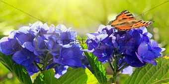 Orange butterfly on purple hydrangea.