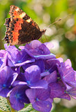 Orange butterfly on purple hydrangea.