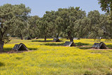 Sow huts on dehesa for black iberian pigs