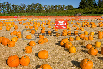 Field pumpkins for sale at farm harvest festival