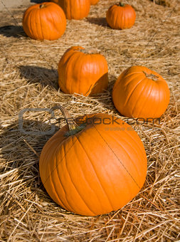 Orange pumpkins sitting on hay in a pumpkin patch