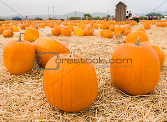 Closeup of pumpkins in patch