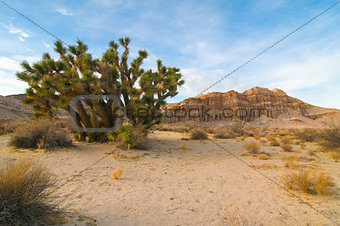 Red Cliffs Natural Preserve (Red Rock Canyon, CA) featuring joshua trees (Yucca brevifolia)s