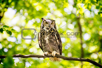 Owl Sitting in Forest