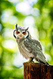 Owl Sitting on Stump