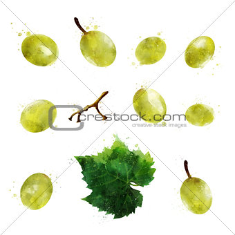 Green grapes on white background. Watercolor illustration