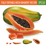 Papaya on white background. Vector illustration