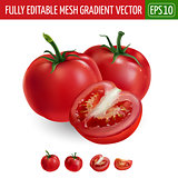 Tomatoes on white background. Vector illustration
