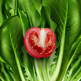 Lettuce and tomato. Vector illustration