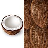Coconut. Vector illustration
