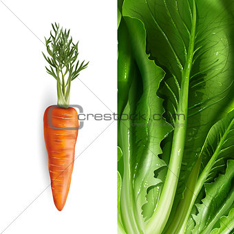 Carrot and lettuce. Vector illustration