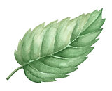 Isolated watercolor green plant leaf deocration
