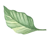 Isolated watercolor green plant leaf deocration