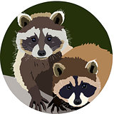A pair of funny raccoons