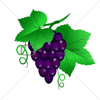 Vector illustration of a Vine with black grapes and leaves on wh