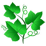 Vector illustration of green grape leaves isolated on white back