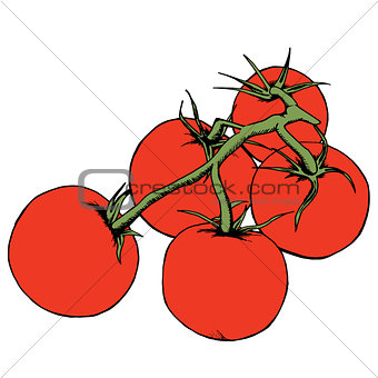 Tomato vector drawing. Isolated tomatoes on branch. Vegetable artistic style illustration. Detailed vegetarian food sketch. Farm market product. Great for label, banner, poster