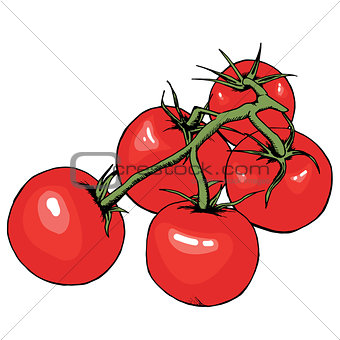 Tomato vector drawing. Isolated tomatoes on branch. Vegetable artistic style illustration. Detailed vegetarian food sketch. Farm market product. Great for label, banner, poster