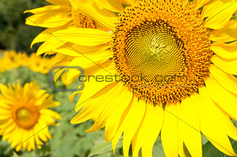 Close-up of the fresh sunflower.