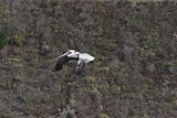 Goat Rock Beach -  northwestern Sonoma County, California - pelican.