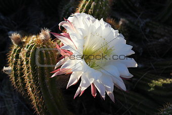 Scottsdale - Cacti of Arizona.