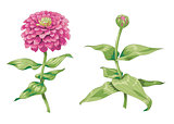 Beautiful pink zinnia flowers isolated on white background. One unblown bud on a stem with green leaves. Botanical vector Illustration.