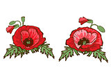 Hand drawn red poppies isolated on white background. Buds and flowers. Botanical vector. Floral elements for your design.