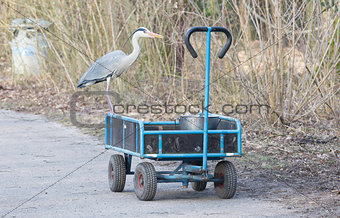 Blue heron standing on a cart loaded with a bucket of fish
