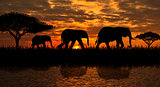 A family of elephants on a walk 